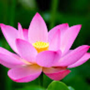 Meet your Posher, Chyrise